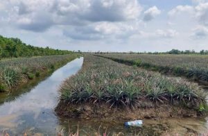 Bán 24 công đất trồng khóm - xã Thạnh Mỹ, Tân Phước, Tiền DT 24.000M2
