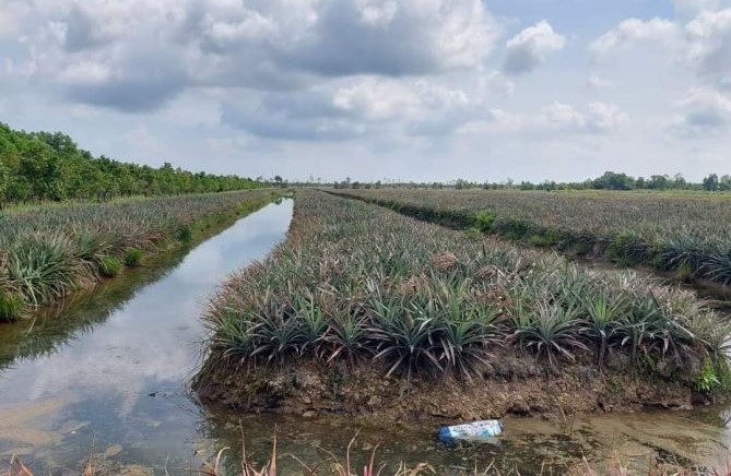 Bán 24 công đất trồng khóm - xã Thạnh Mỹ, Tân Phước, Tiền DT 24.000M2