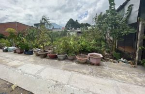 Cần Bán 2 lô đất biệt thự tại Tân phước, Tiền Giang, KDC hiện hữu